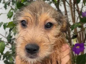 Cachorro raça SRD  idade 2 a 6 meses nome Sem Nome