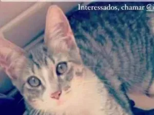 Gato raça SRD idade 2 a 6 meses nome Mel