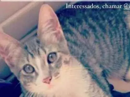 Gato ra a SRD idade 2 a 6 meses nome Mel