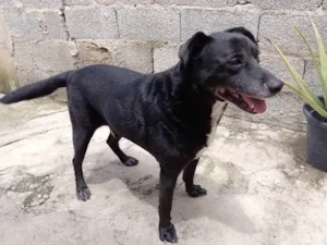 Cachorro raça Sem raça definida  idade 6 ou mais anos nome Pitty 