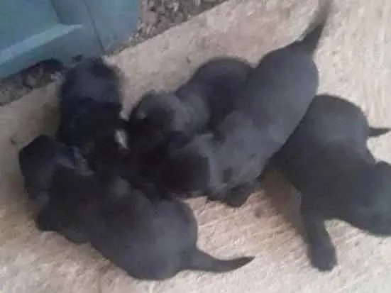 Cachorro ra a pequena idade Abaixo de 2 meses nome filhotes recém nasci