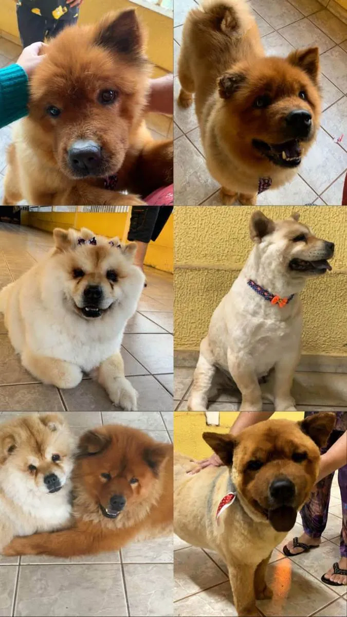 Cachorro ra a Chowchow idade 6 ou mais anos nome Aysha e Aslan