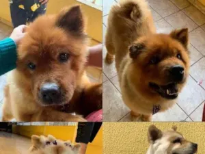 Cachorro raça Chowchow idade 6 ou mais anos nome Aysha e Aslan