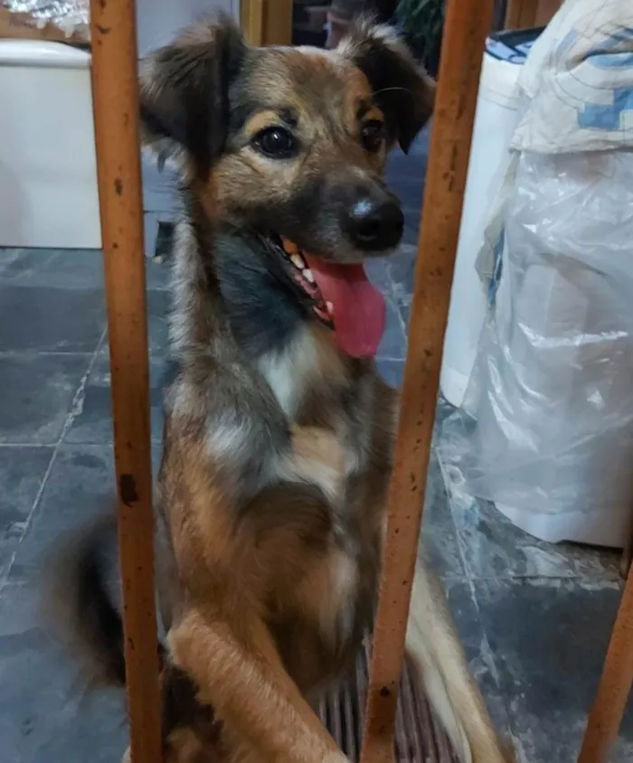 Cachorro ra a Vira-lata idade 2 anos nome Snoop