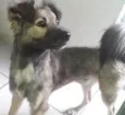 Snoop