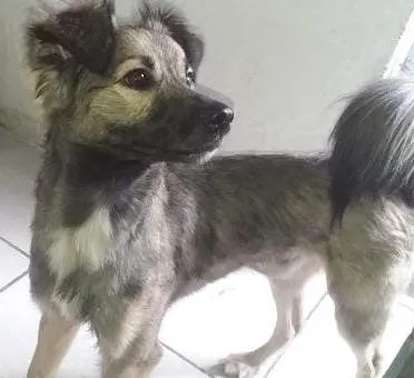 Cachorro ra a Vira-lata idade 2 anos nome Snoop