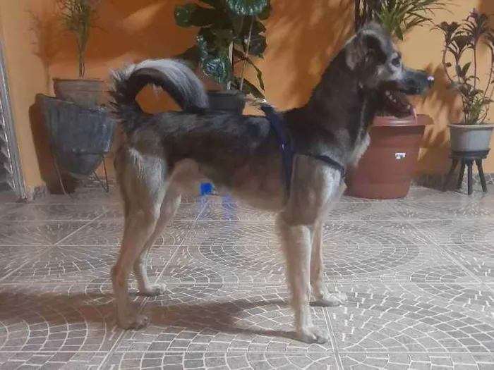 Cachorro ra a Vira-lata idade 2 anos nome Snoop