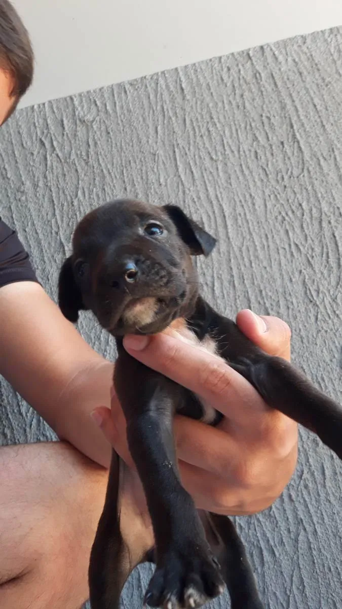 Cachorro ra a Vira lata  idade Abaixo de 2 meses nome Será dado pelo novo 