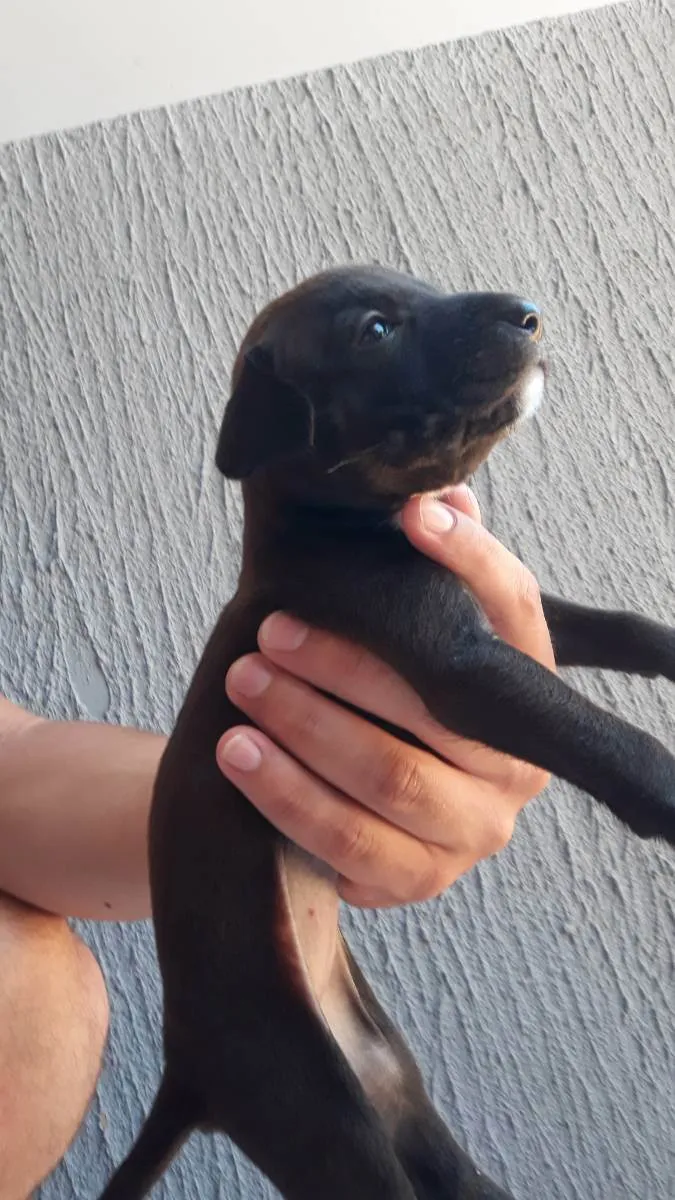 Cachorro ra a Vira lata  idade Abaixo de 2 meses nome Será dado pelo novo 