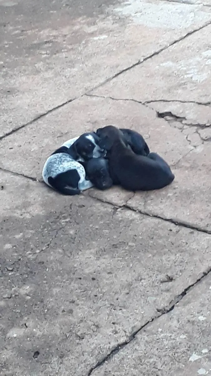 Cachorro ra a Vira lata  idade Abaixo de 2 meses nome Será dado pelo novo 