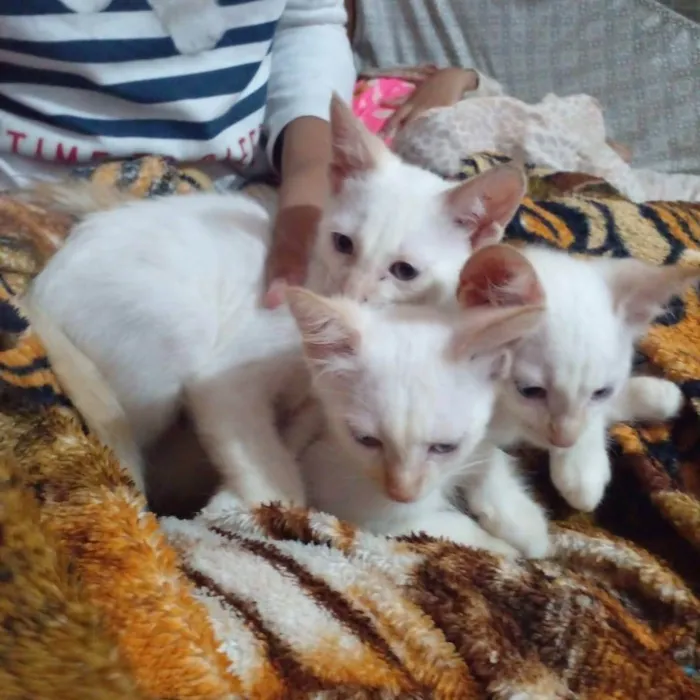 Gato ra a Srd idade  nome Três irmãs 