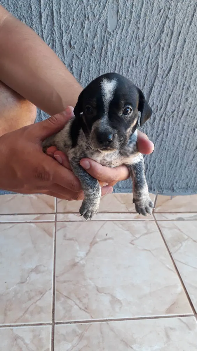 Cachorro ra a Vira lata  idade Abaixo de 2 meses nome Será dado pelo novo 