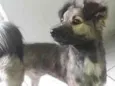 Snoop