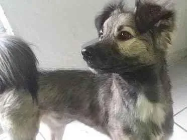 Cachorro ra a Vira-lata idade 2 anos nome Snoop