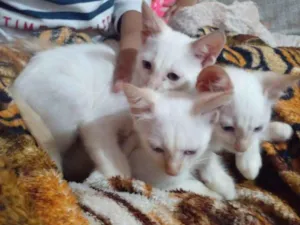 Gato raça Srd idade  nome Três irmãs 