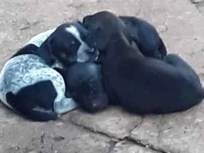 Cachorro ra a Vira lata  idade Abaixo de 2 meses nome Será dado pelo novo 