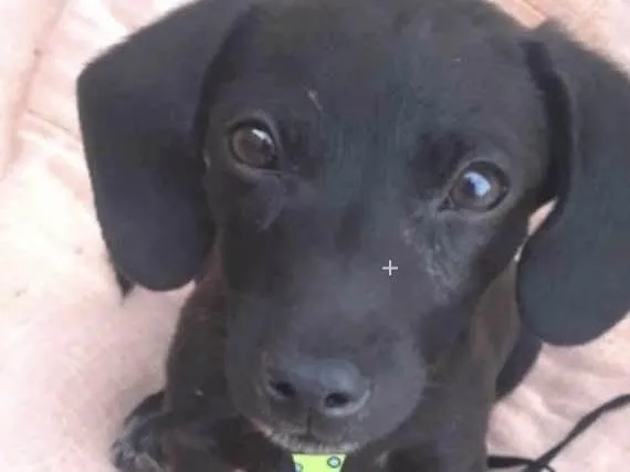 Cachorro ra a Mestiço  idade 2 a 6 meses nome Otto 