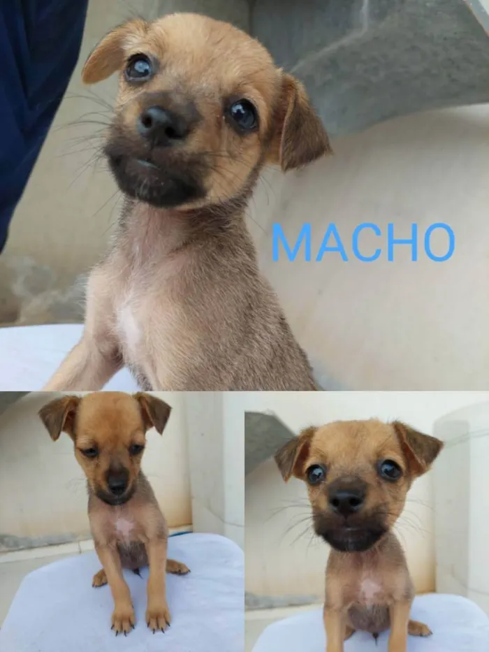 Cachorro ra a vira lata idade 2 a 6 meses nome lica
