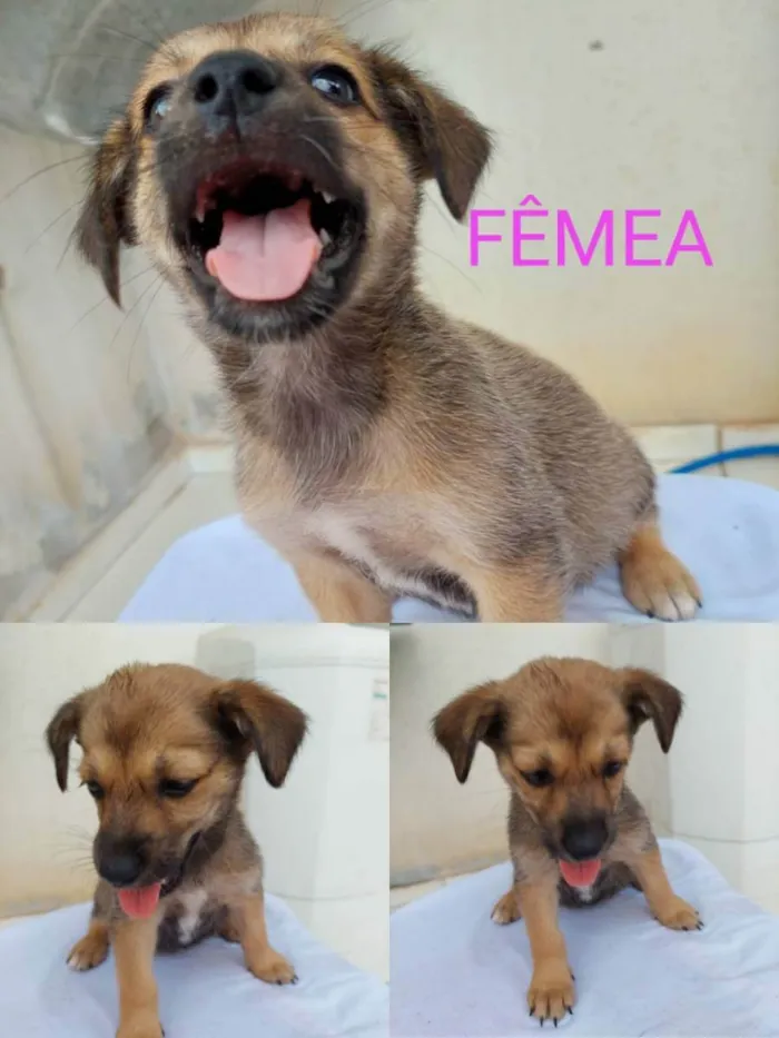 Cachorro ra a vira lata idade 2 a 6 meses nome lica