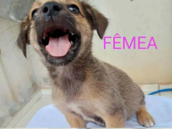 Cachorro ra a vira lata idade 2 a 6 meses nome lica