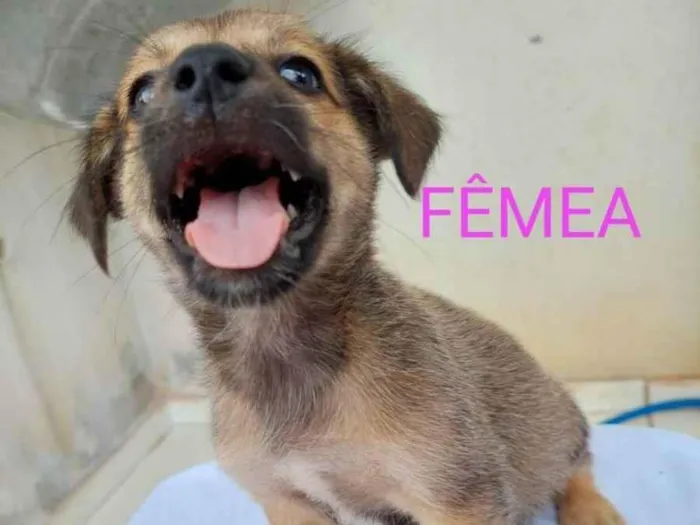 Cachorro ra a vira lata idade 2 a 6 meses nome lica