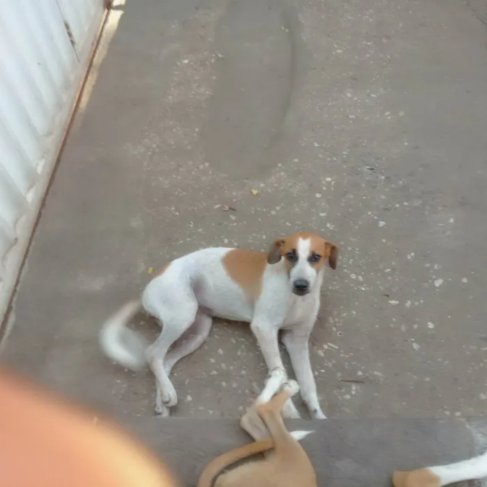 Cachorro ra a Vira lata  idade 2 a 6 meses nome Brisa