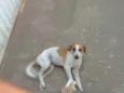 Brisa