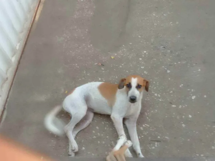 Cachorro ra a Vira lata  idade 2 a 6 meses nome Brisa