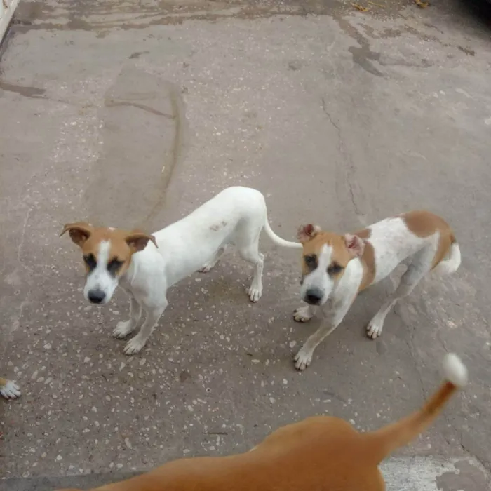 Cachorro ra a Vira lata  idade 2 a 6 meses nome Brisa
