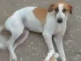 Brisa