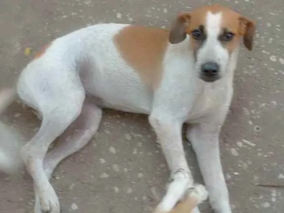 Cachorro ra a Vira lata  idade 2 a 6 meses nome Brisa