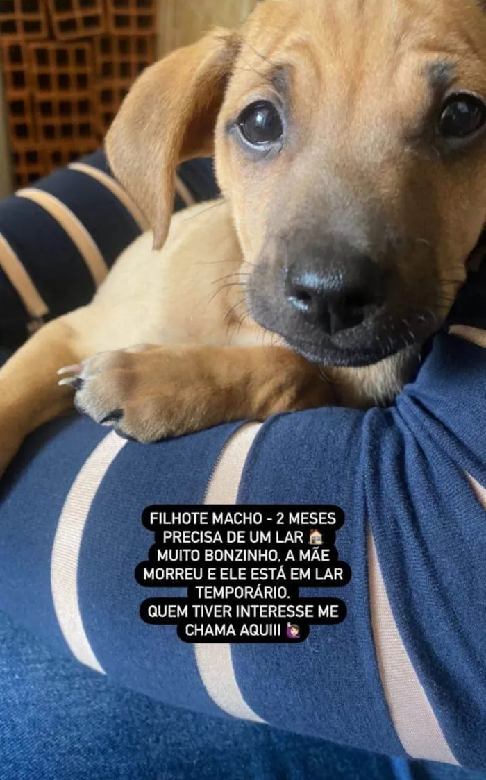 Cachorro raça sem raça definida idade  nome SEM NOME 