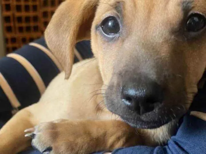 Cachorro raça sem raça definida idade  nome SEM NOME 