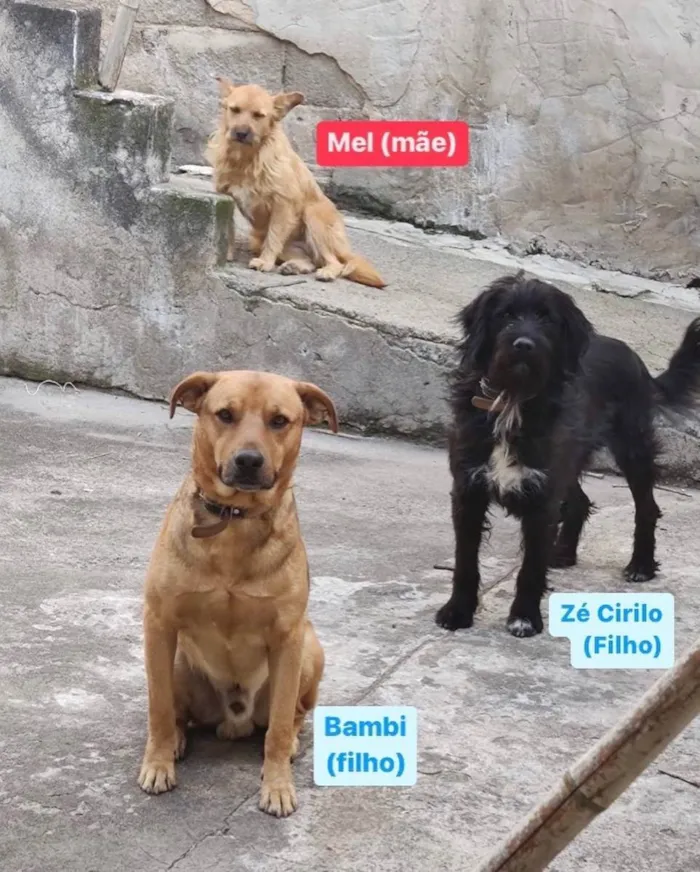 Cachorro ra a SRD idade 2 anos nome Mel, Bambi, Zécirilo