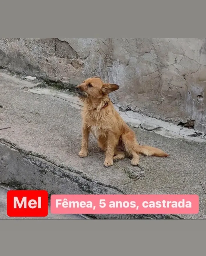 Cachorro ra a SRD idade 2 anos nome Mel, Bambi, Zécirilo