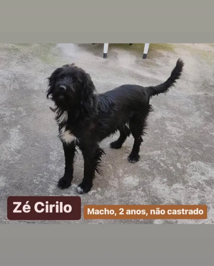 Cachorro ra a SRD idade 2 anos nome Mel, Bambi, Zécirilo