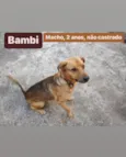 Mel, Bambi, Zécirilo