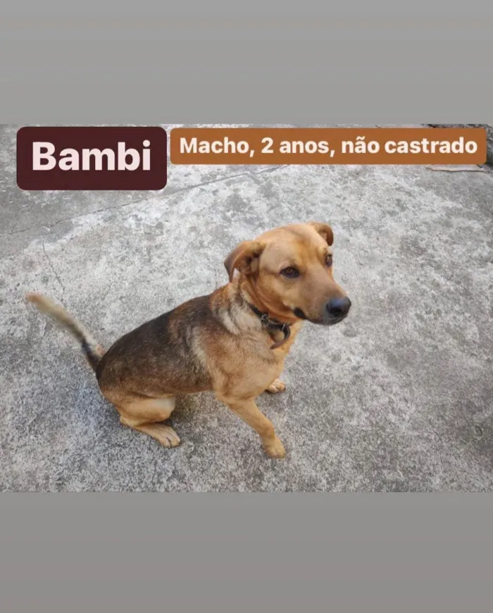 Cachorro ra a SRD idade 2 anos nome Mel, Bambi, Zécirilo