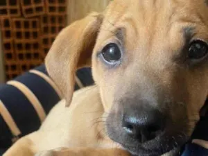Cachorro raça sem raça definida idade  nome SEM NOME 