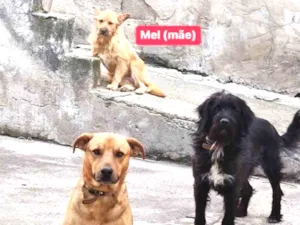 Cachorro raça SRD idade 2 anos nome Mel, Bambi, Zécirilo