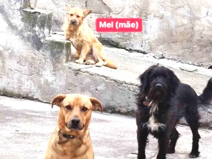 Cachorro ra a SRD idade 2 anos nome Mel, Bambi, Zécirilo