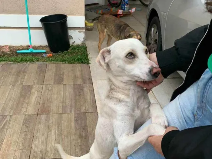 Cachorro ra a vira-lata idade  nome Branquinha e Menino