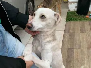 Cachorro raça vira-lata idade  nome Branquinha e Menino