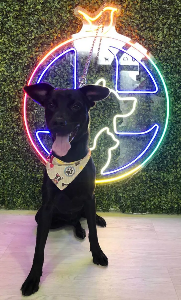 Cachorro raça Vira lata idade 1 ano nome Trovão 
