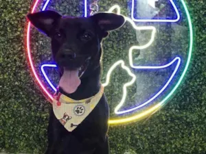 Cachorro raça Vira lata idade 1 ano nome Trovão 