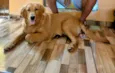 Duke