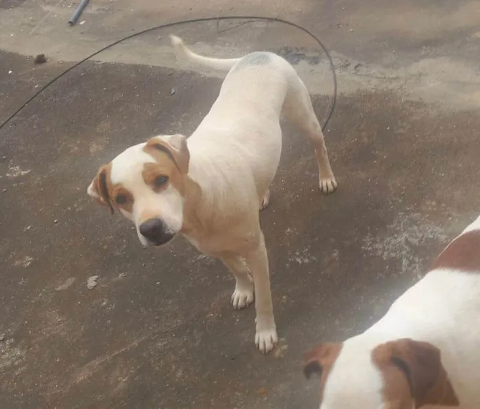 Cachorro ra a Vira lata  idade 1 ano nome Quindim 