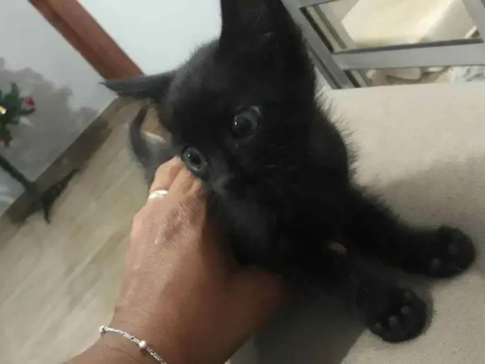 Gato ra a Srd idade 2 a 6 meses nome Sem nome definido 