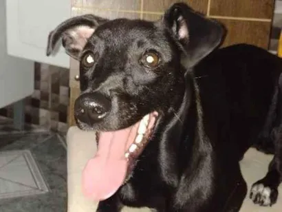 Cachorro raça Srd -vira lata idade 7 a 11 meses nome Lolla