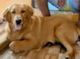 Duke